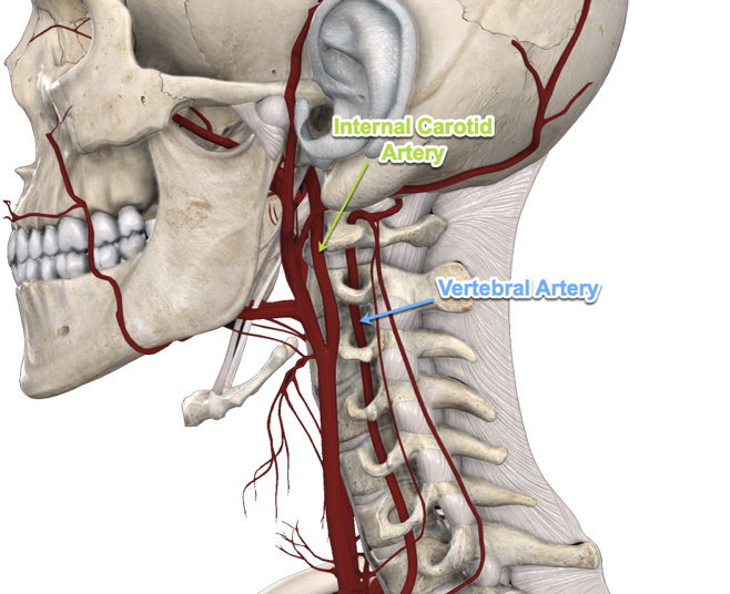 Blood Flow and Brain Function