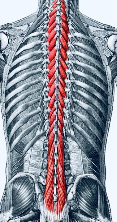Full Spine Function