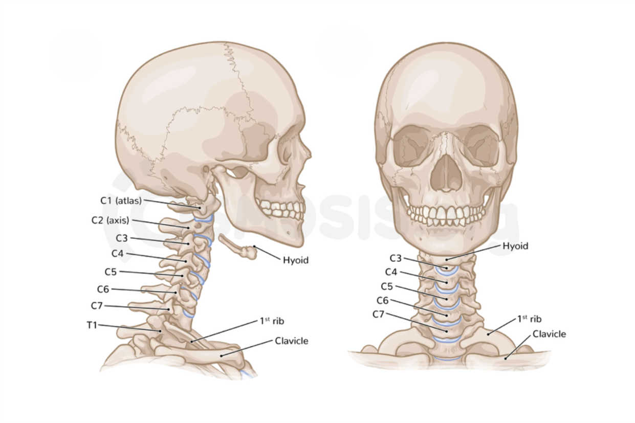 Vertebrae